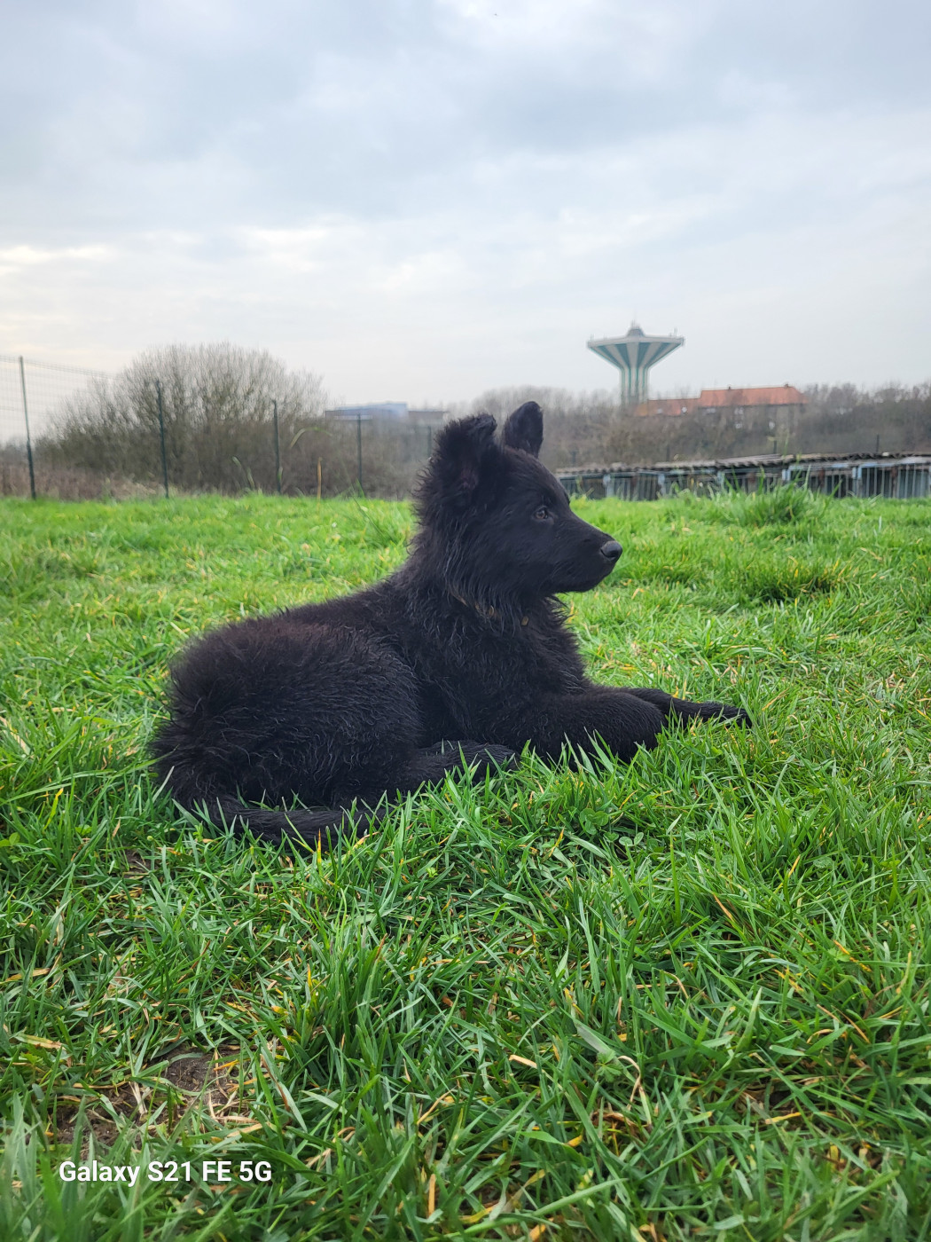 Belladonne De L'Ancienne Génération