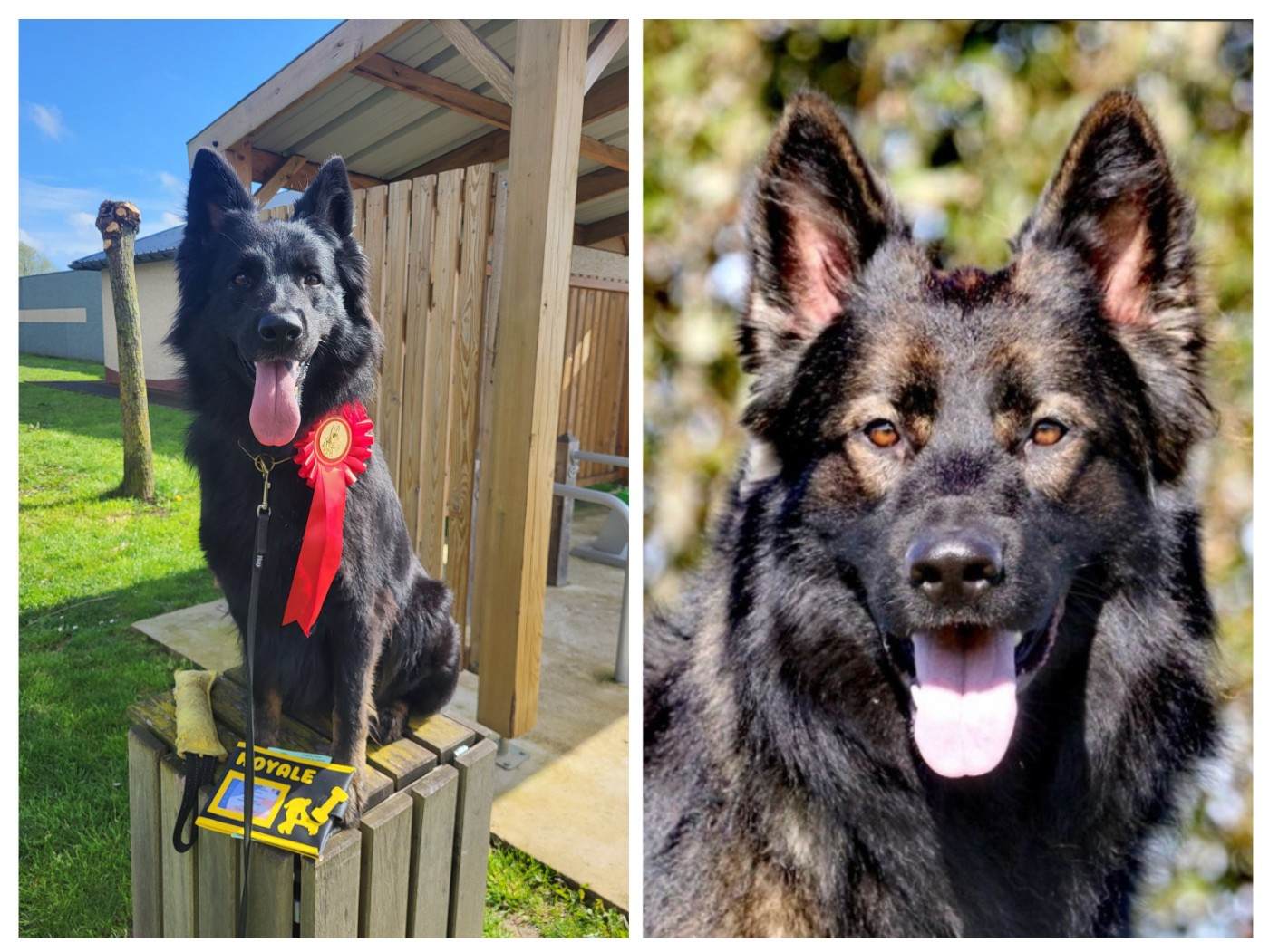 Chiot Berger Allemand Poil Long De L'Ancienne Génération