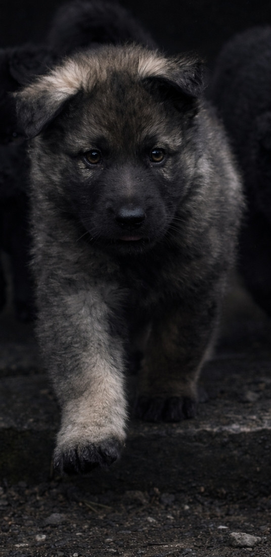 De L'Ancienne Génération - Chiots disponibles - Berger Allemand Poil Long